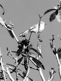 Low angle view of dead plant against clear sky