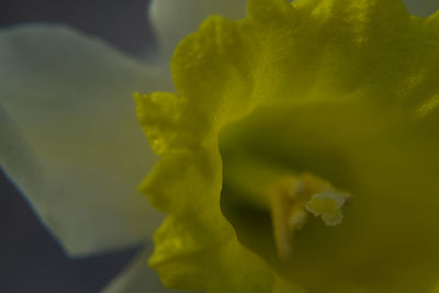 Close-up of yellow flower