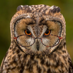 Comedy owl looking over its glasses like a school teacher