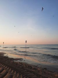 Seagull flying over beach against sky during sunset