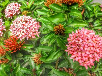 Close-up of pink flowers