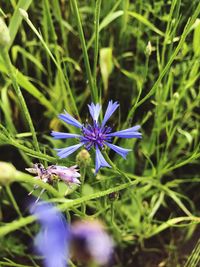 Close-up of purple flowers blooming outdoors