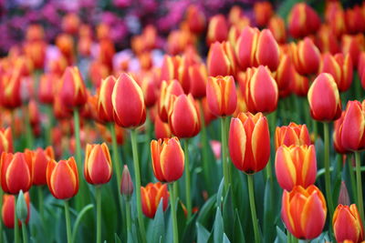 Close-up of red tulips in field