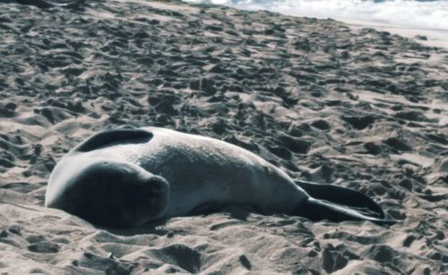 Sea lion relaxing on shore