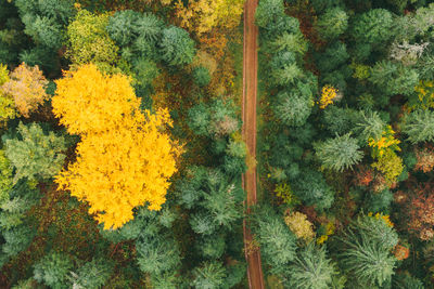 High angle view of plants