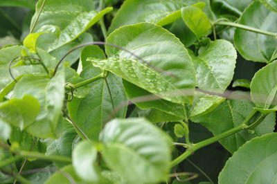 Full frame shot of green leaves