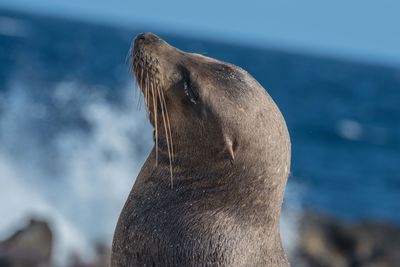 Close-up of sea lion