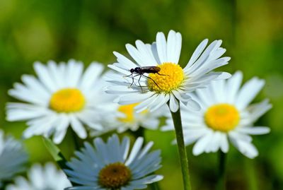 Close-up of bee on white flower