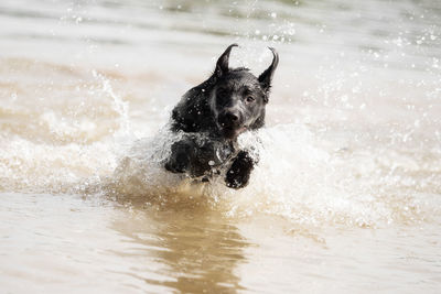 Dog running in water