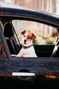 Dog looking away while sitting on car window