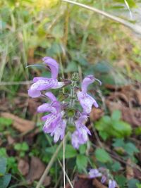 Close-up of purple flowering plant on field