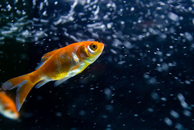 Close-up of fish swimming in sea