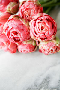 Close-up of pink roses