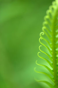 Close-up of fern leaves