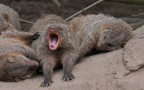 Portrait of a monkey