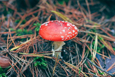 fungus