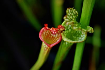 Close-up of carnivorous plant growing on plant