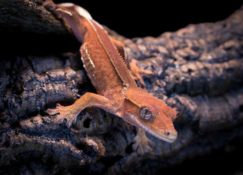 Close-up of lizard