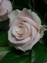 Close-up of white rose