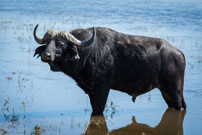 Profile view of cape buffalo standing in pond