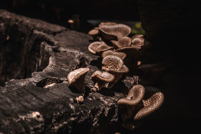 Close-up of mushrooms on log