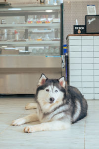 High angle view of dog on floor