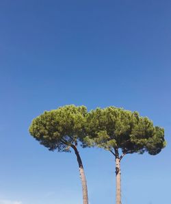 Low angle view of tree against clear blue sky