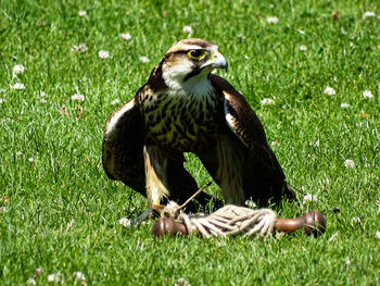 Close-up of falcon perching on field