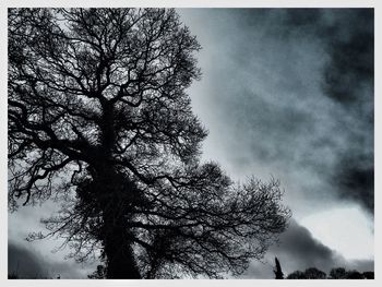 Low angle view of tree against sky during winter