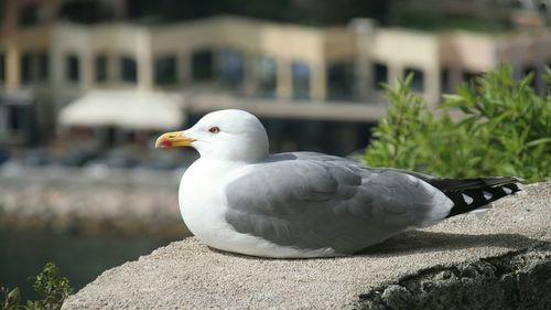 Close-up of bird perching outdoors