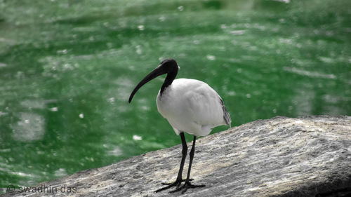 Bird perching on rock