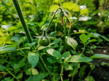 Close-up of green plant