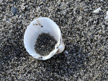 High angle view of crab on sand