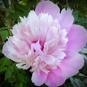 Close-up of pink flower