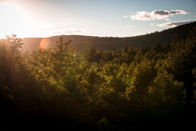 Plants and trees against sky during sunset