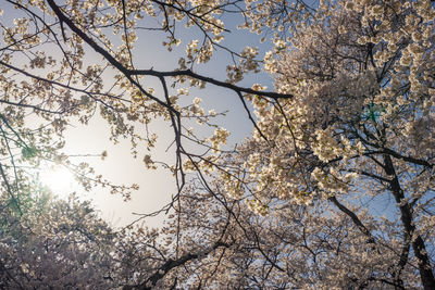 Low angle view of cherry blossoms against sky