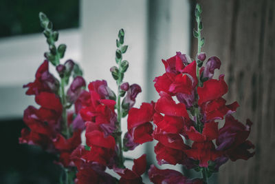 Close-up of red rose flower