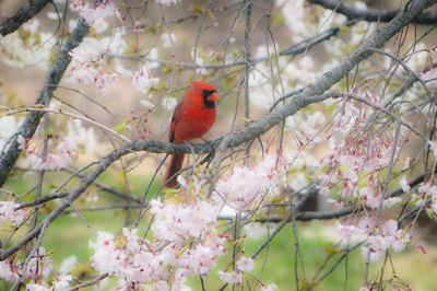 Cardinal perching on flowering, budding tree