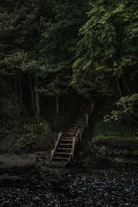 Staircase in forest