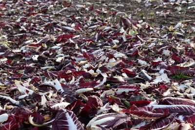 Full frame shot of red leaves on land