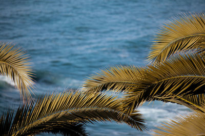 Close-up of palm tree against sea