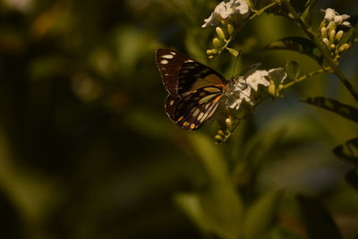 Close-up of butterfly pollinating on flower