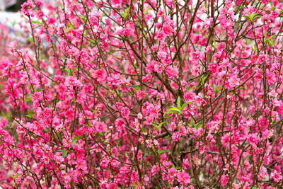 Pink flowers growing on tree