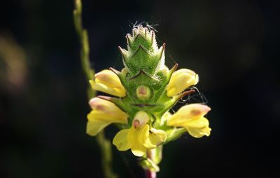 Close-up of yellow flower