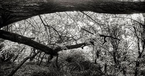 Bare trees against sky