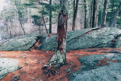 Trees in forest