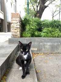 Portrait of cat sitting on a tree