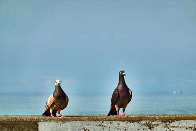 Birds perching on retaining wall by sea against sky