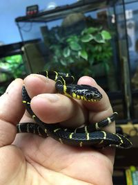 Pet mangrove snake 