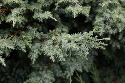 Close-up of juniper tree during winter